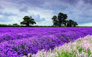 我把91在线的弹幕开关拆给你看：其实一点都不玄学（别说我没提醒）